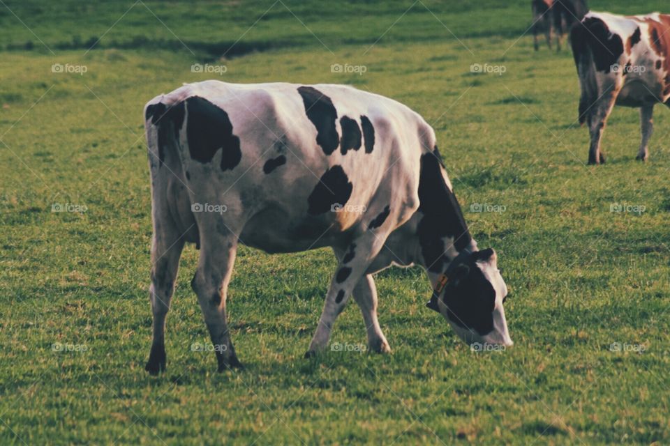 Cow 🐄