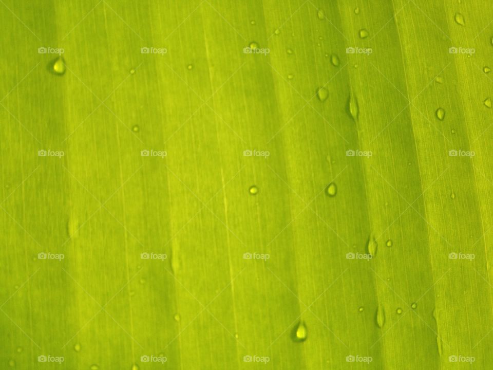 Green background and texture design from nature.