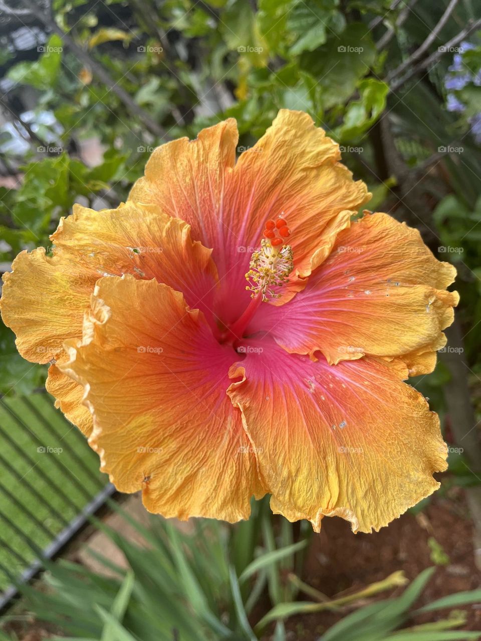  Most beautiful opening of Hibiscus