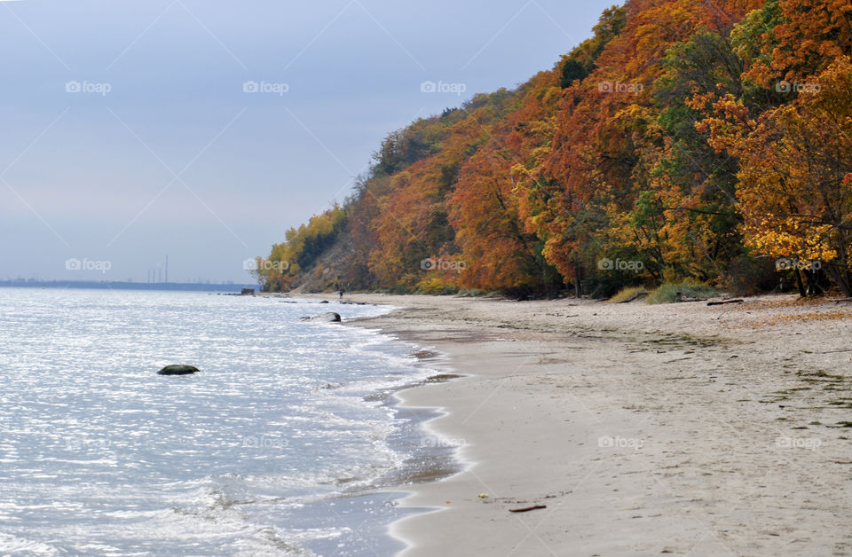 Autumn trees at beach