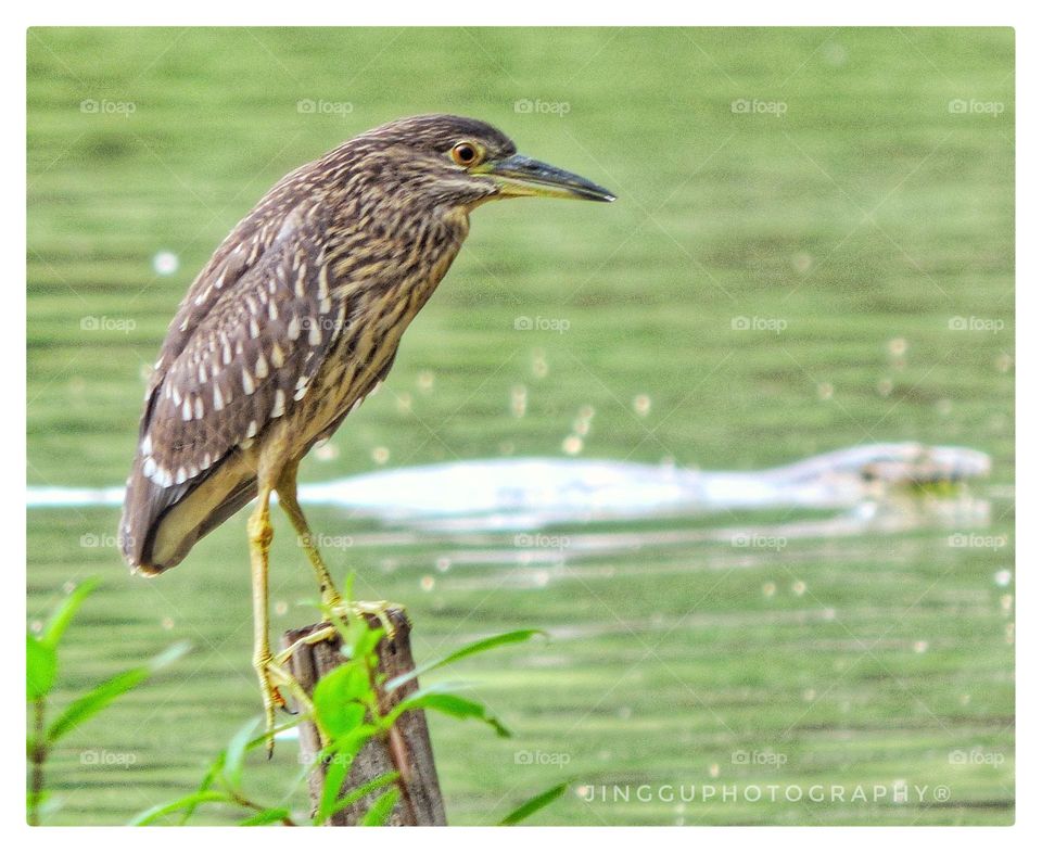 BCNH(Black Crowned Night Heron)
