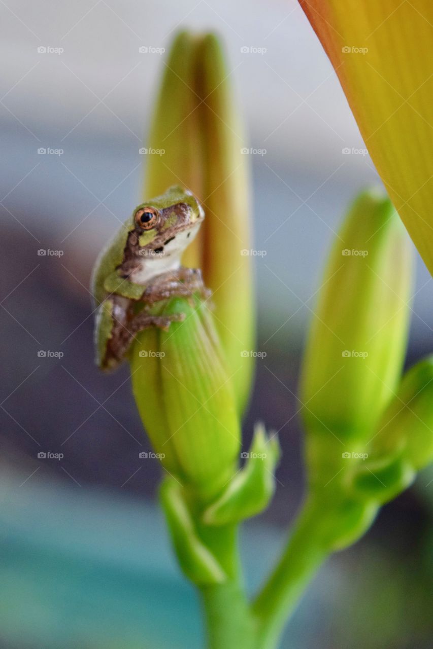 Tiny green frog on lily bud 