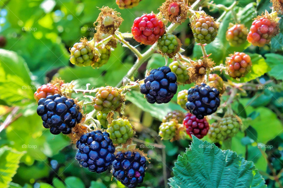 Delicious black berries