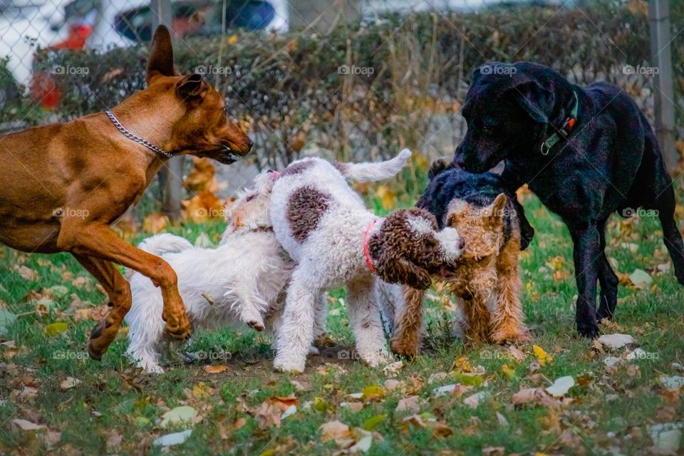 Dogs playing in the dog center