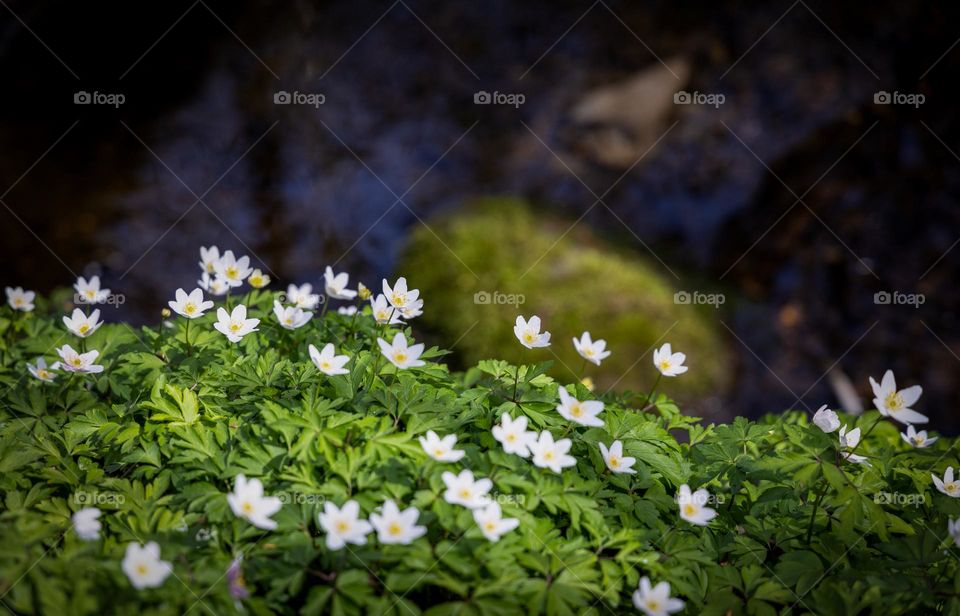 Wood anemones by the stream