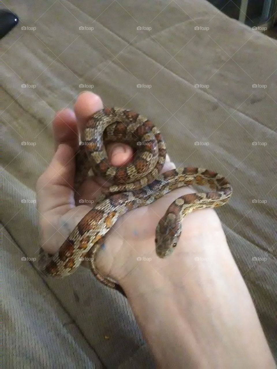my snake just chilling on my hand. is my corn snake he's about a year old. he's very good with the kids for girl scouts and Cub scouts. I like taking him so they can learn about snakes and had to take care of them.