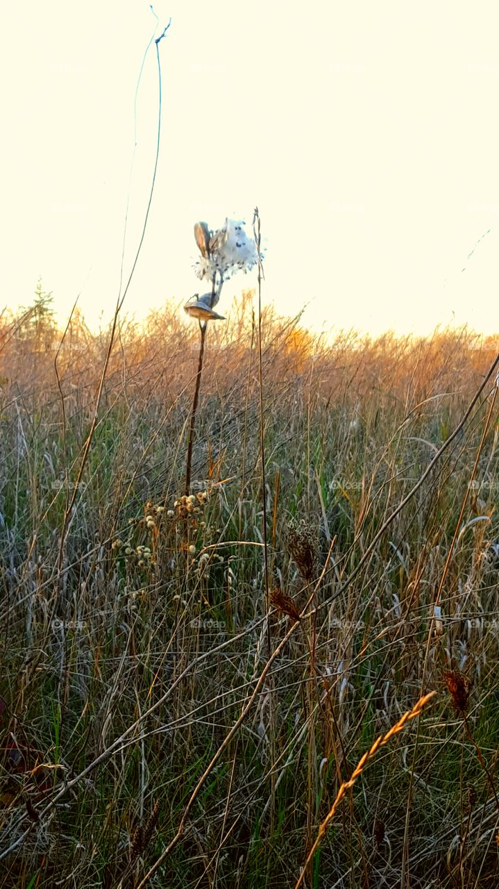 Silky Milkweed