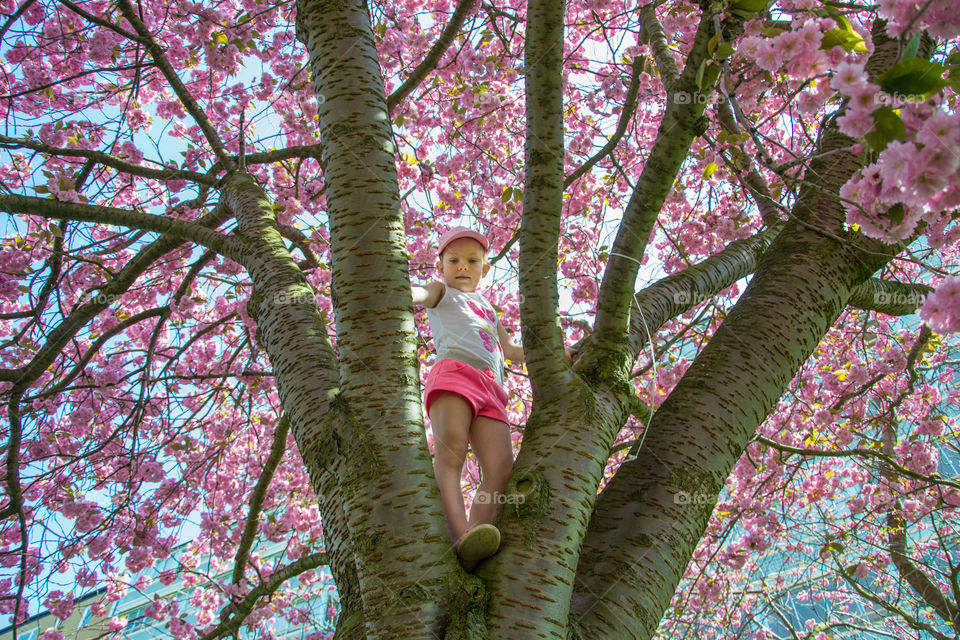 Young girl is clumbing a big Cherry blossom tree in Malmö Sweden.