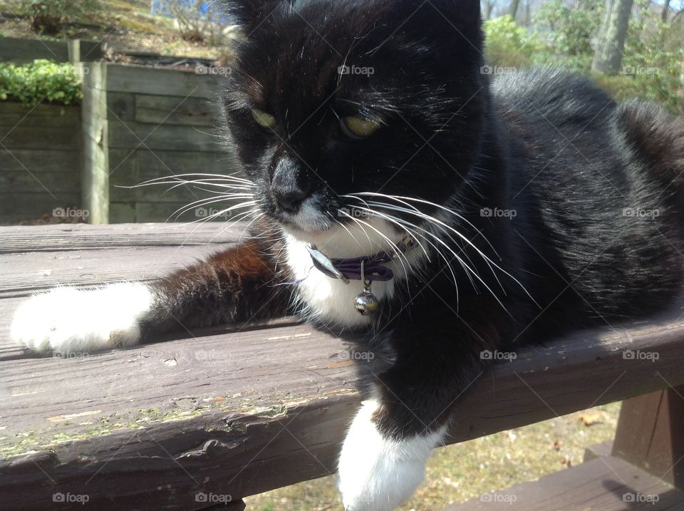 My black and white fluffy tuxedo cat.