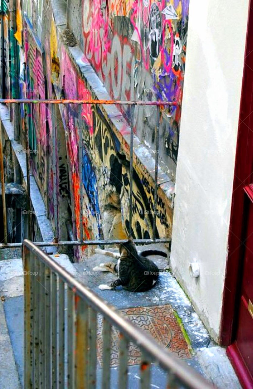 graffiti travel cat mammals by merethe