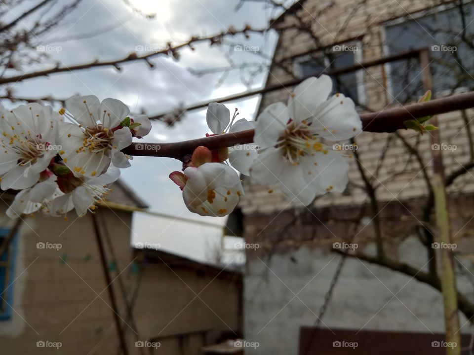 An Apricot Flowers