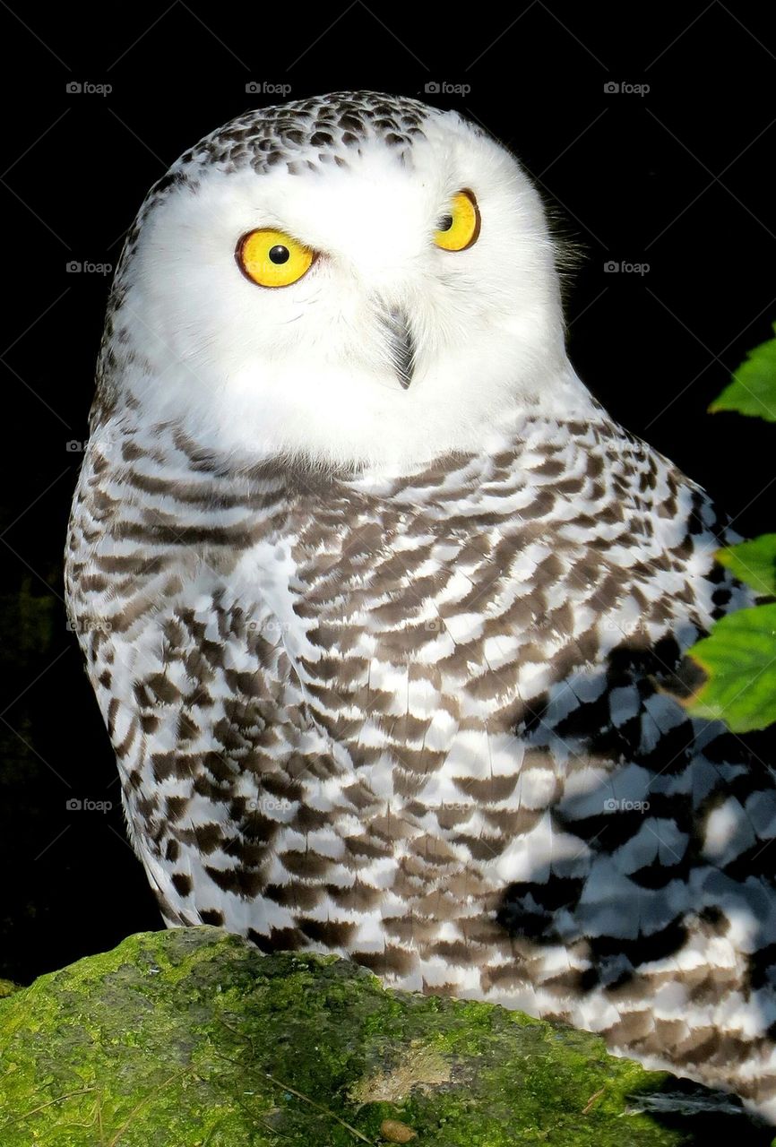 owl