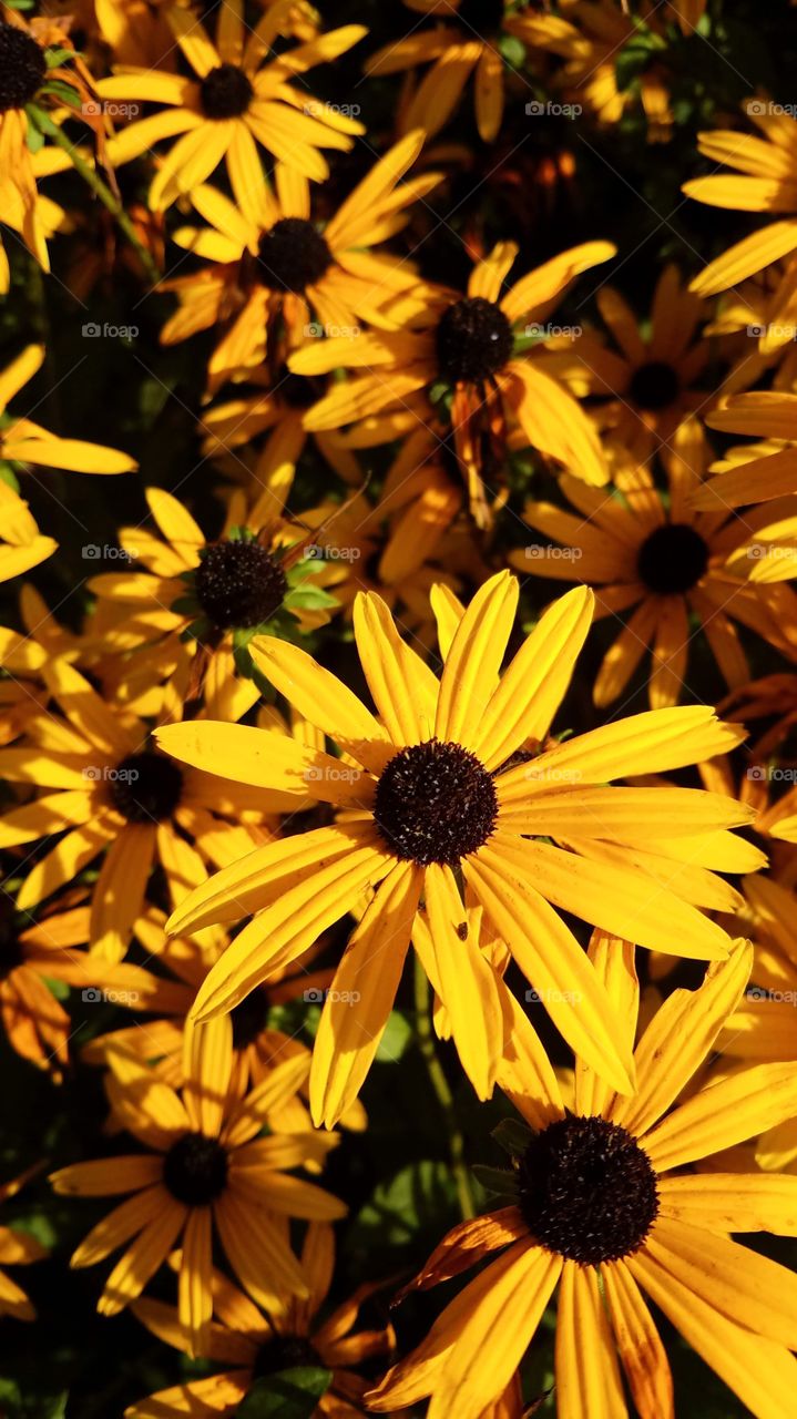 Yellow and black autumnal flowers in my garden showing really bright and beautiful.