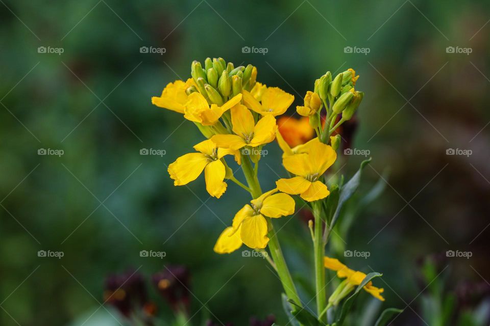 Yellow flowers