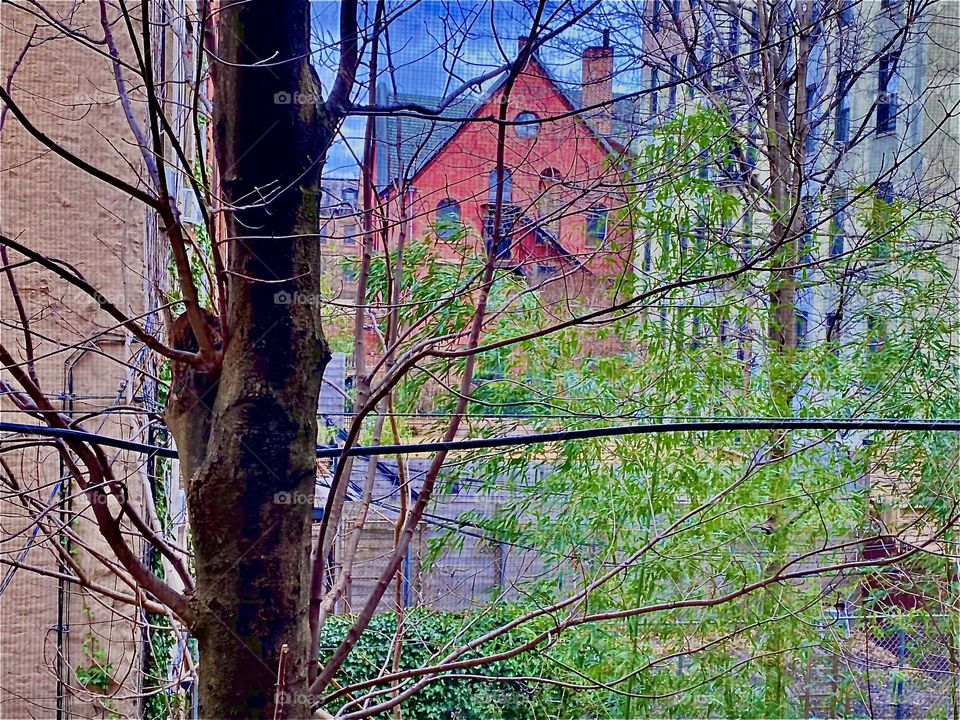 A brownstone building behind a lush green tree as seen through the window of the lady’s room in a building in Fort Greene, Bklyn photographed on March 30th, 2022. Hypnotic Productions