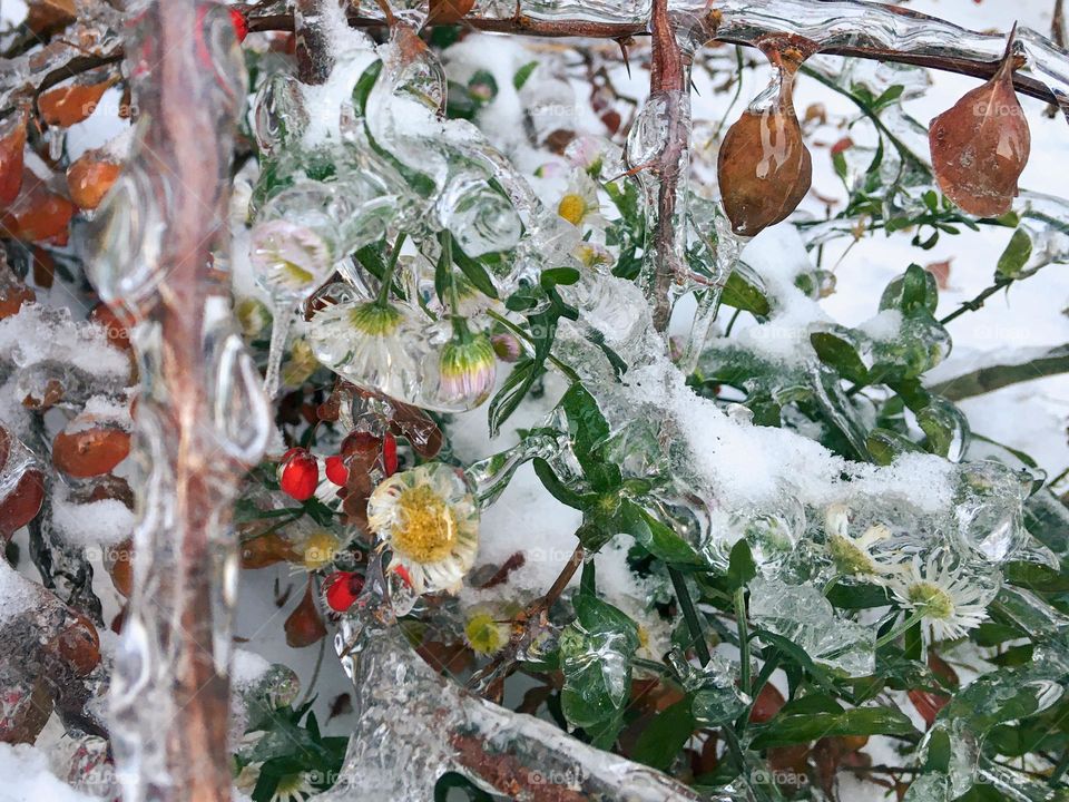 Beautiful frozen leafs and berries 