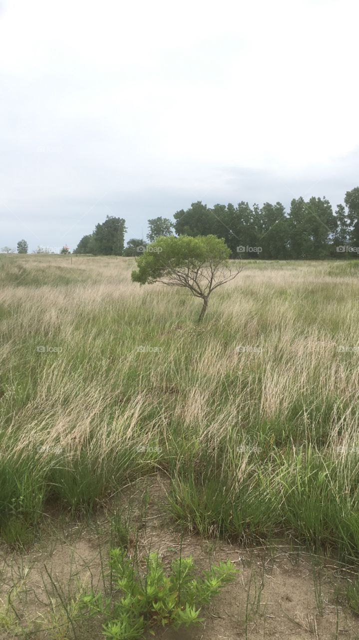 Single tree in a grassy field 