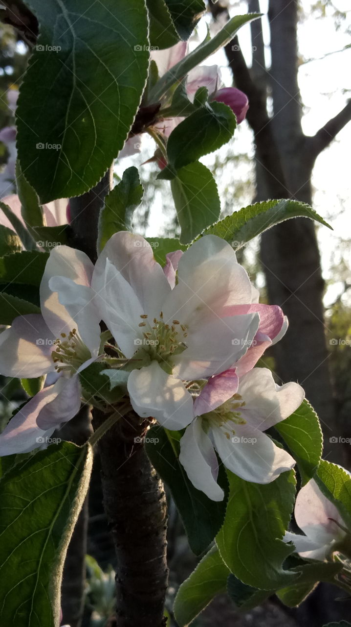 Apfelblüte - Apple blossom