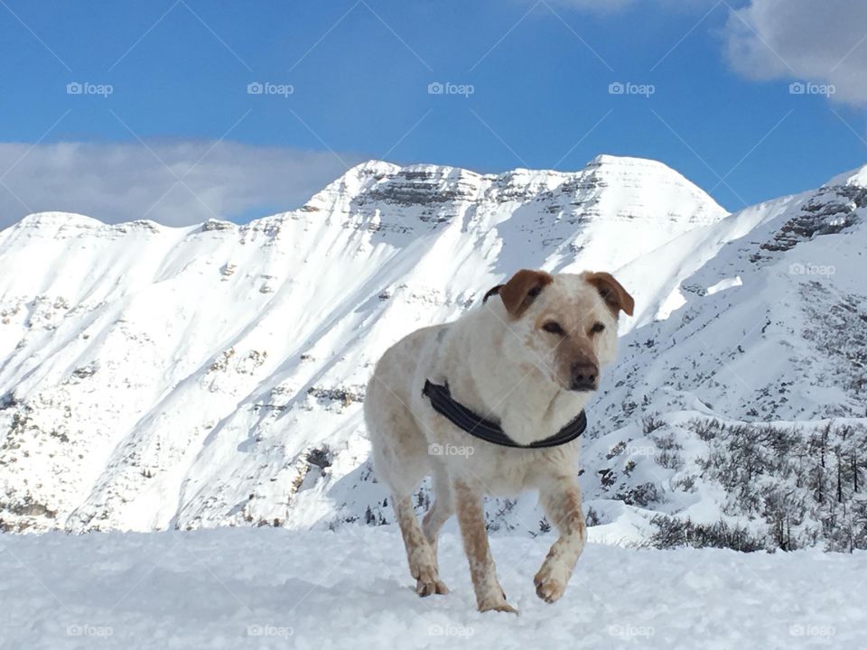 Dog walking in mountain alone in the winter 