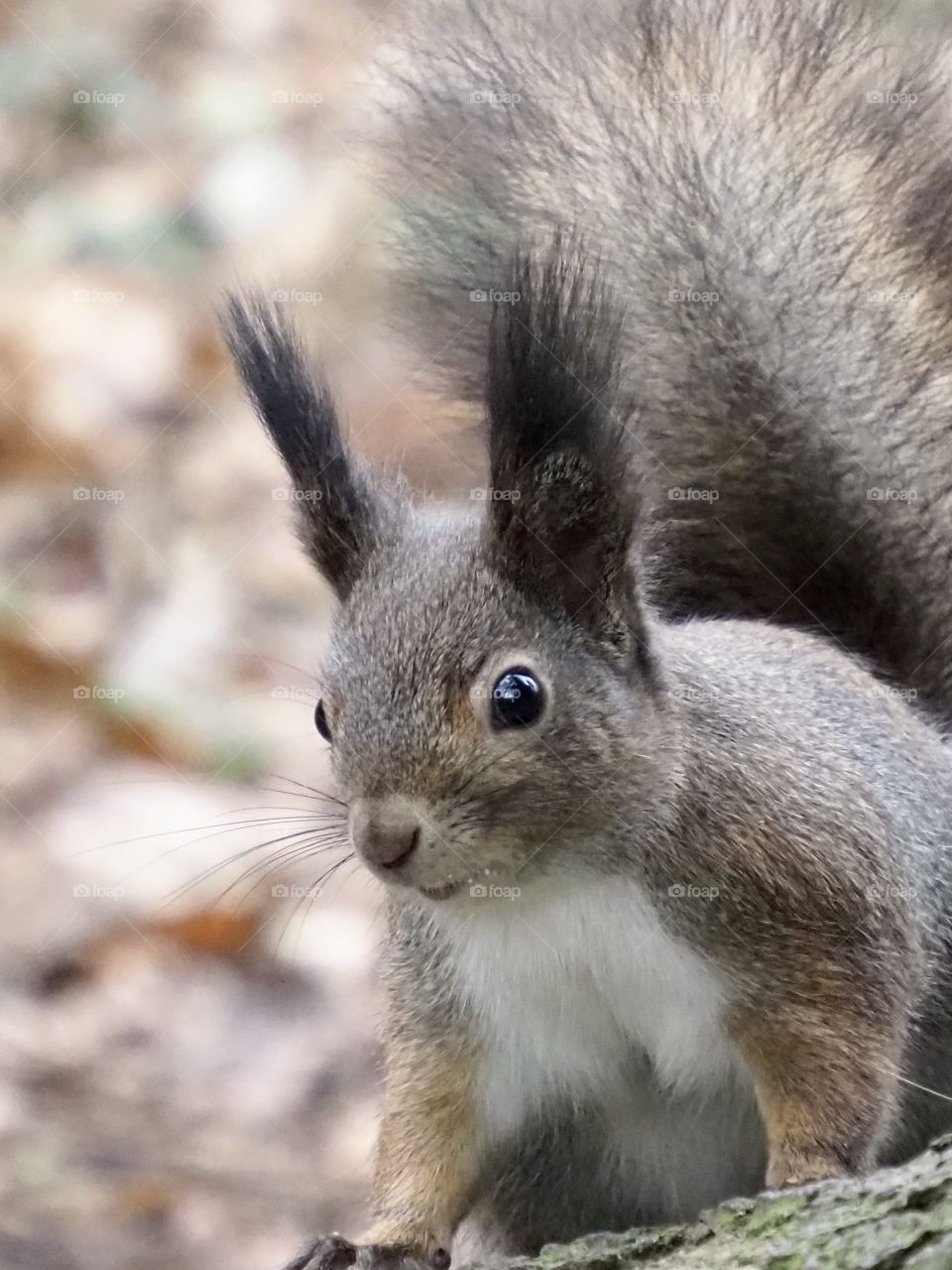 Squirrel