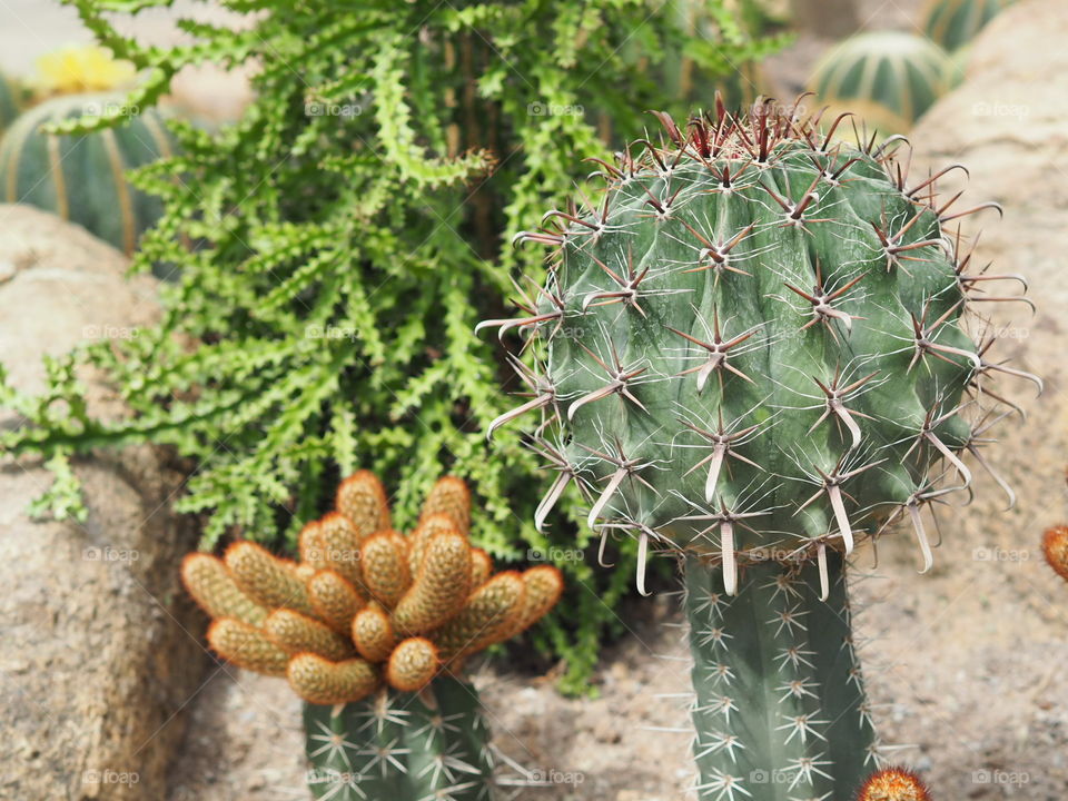 alian cactus3