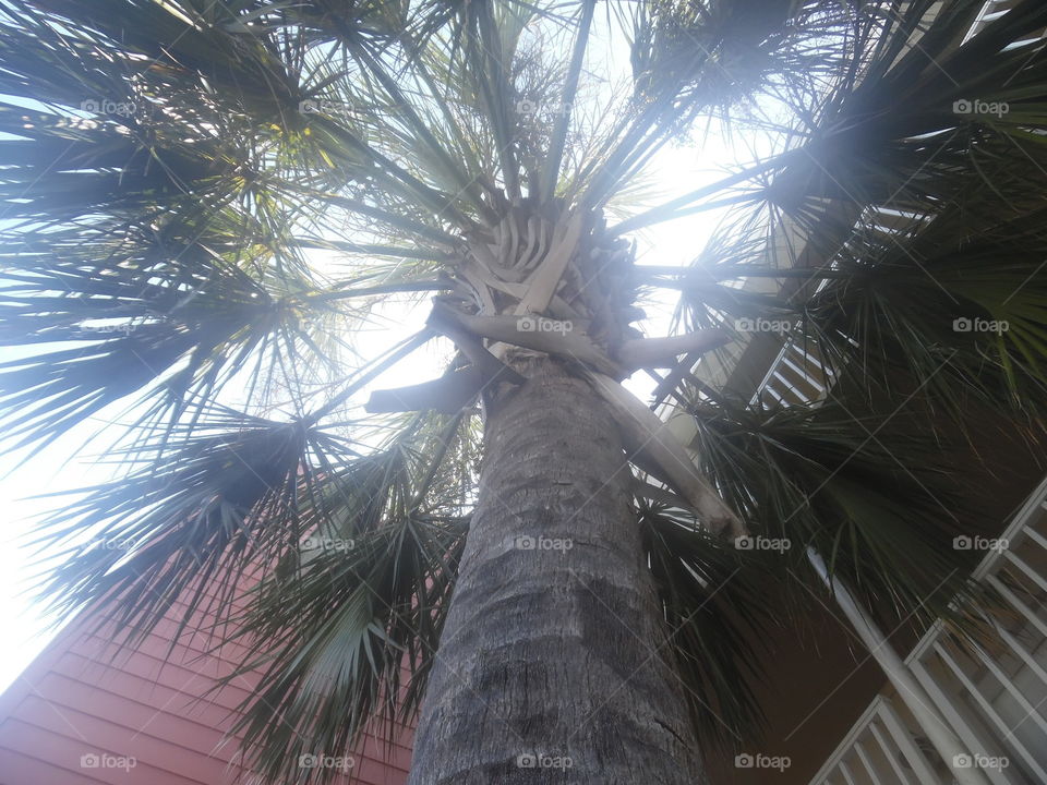Texas palm 🌴 tree. This is a vacation photo 📷 that I took while visiting port Aransas Texas. 👣 🚶 🏃 🔥 💨
