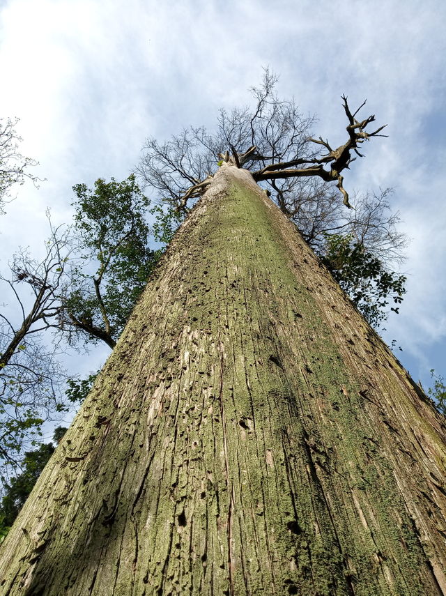 . Old Tree