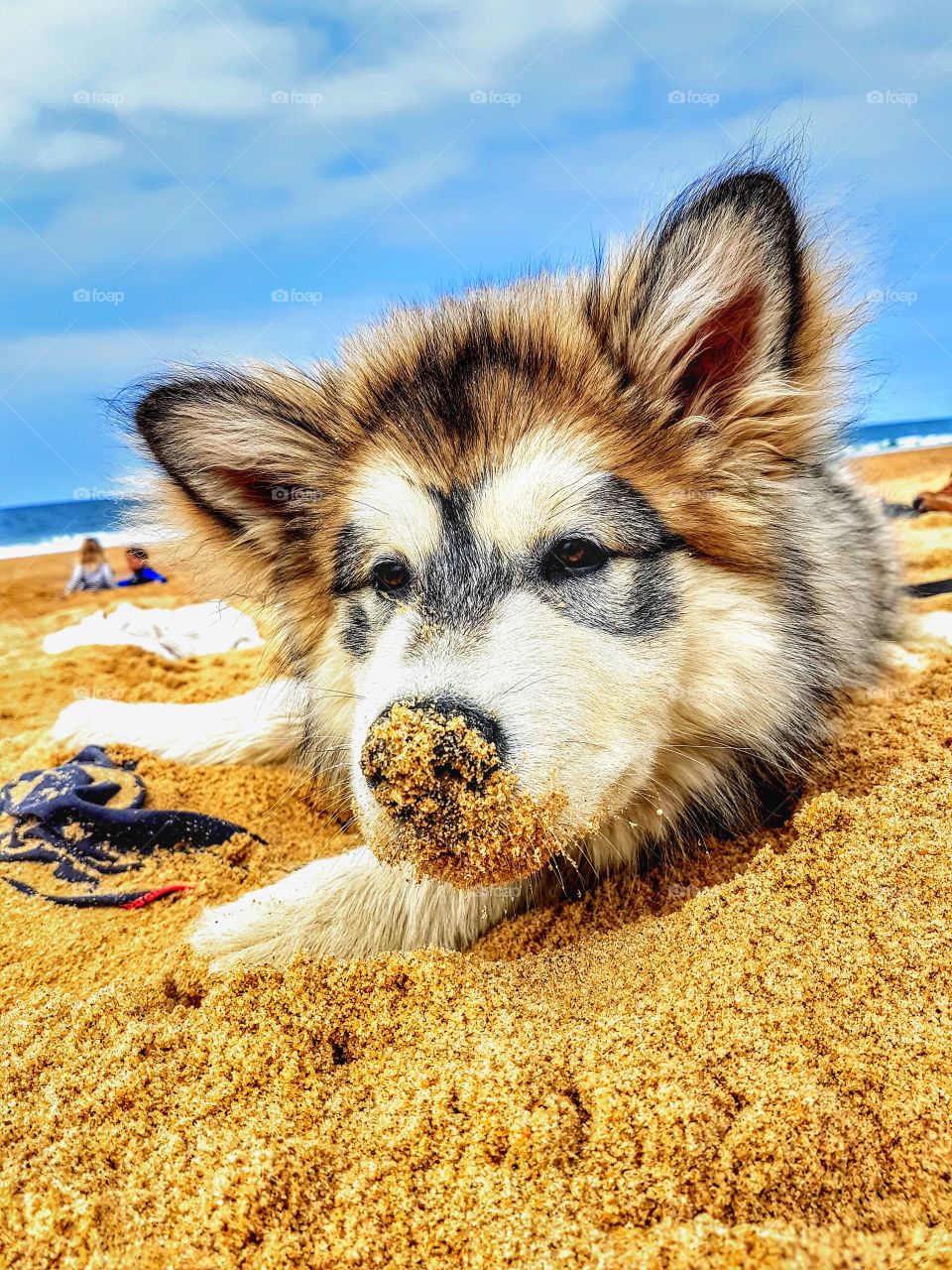 Puppy on the beach