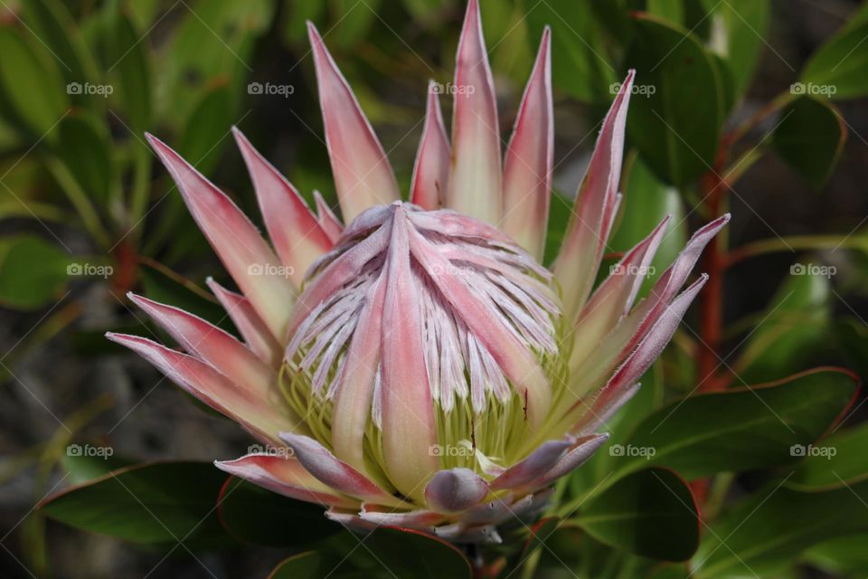 A beautiful protea flower blooming in spring