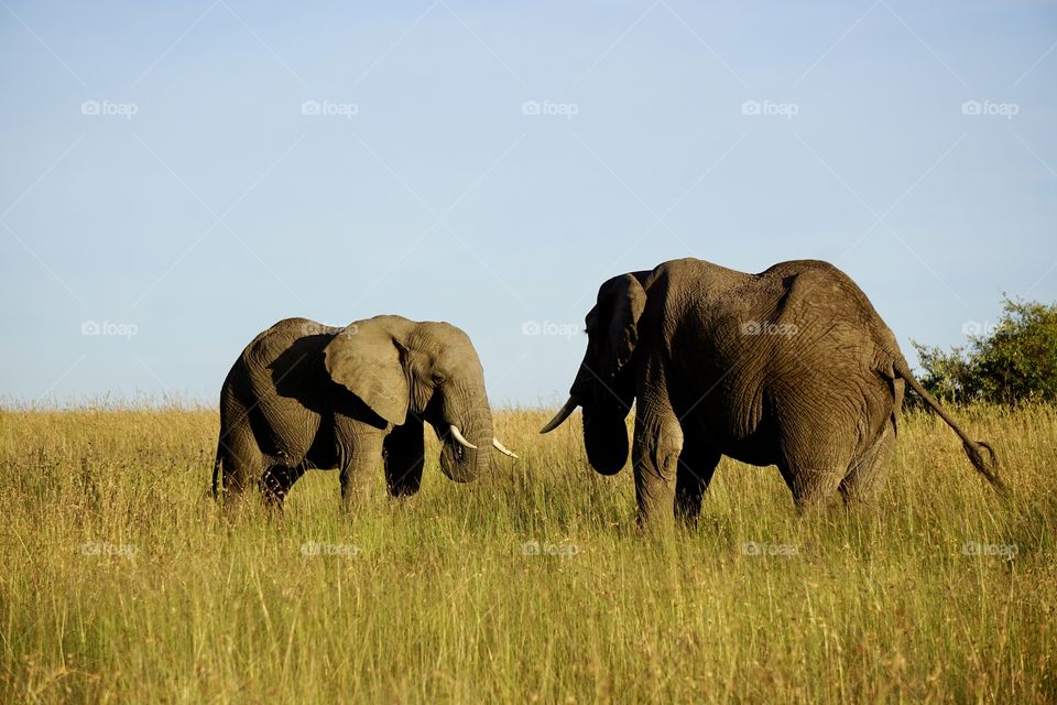 Elephants