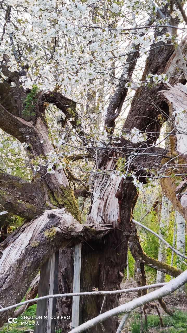 trees and forest series