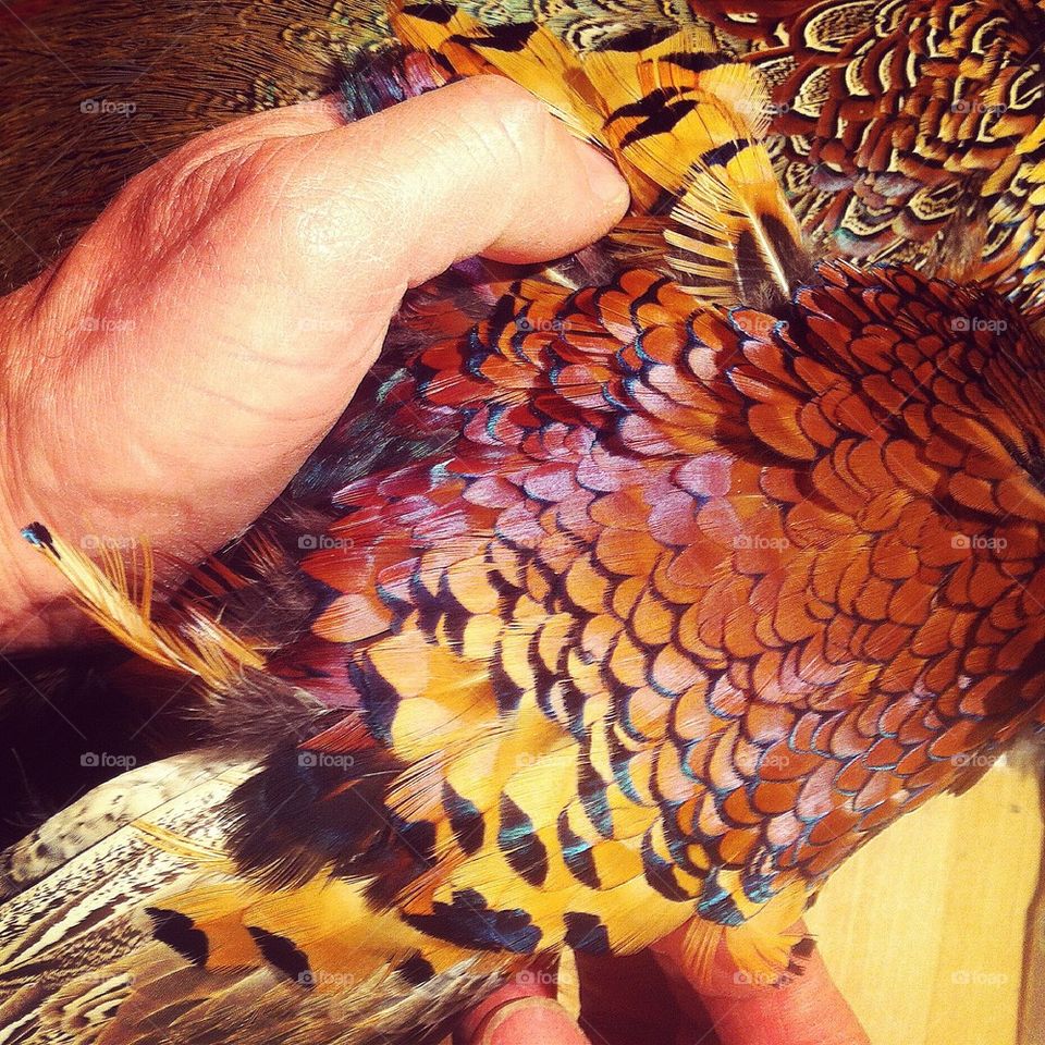 Pheasant plumage 