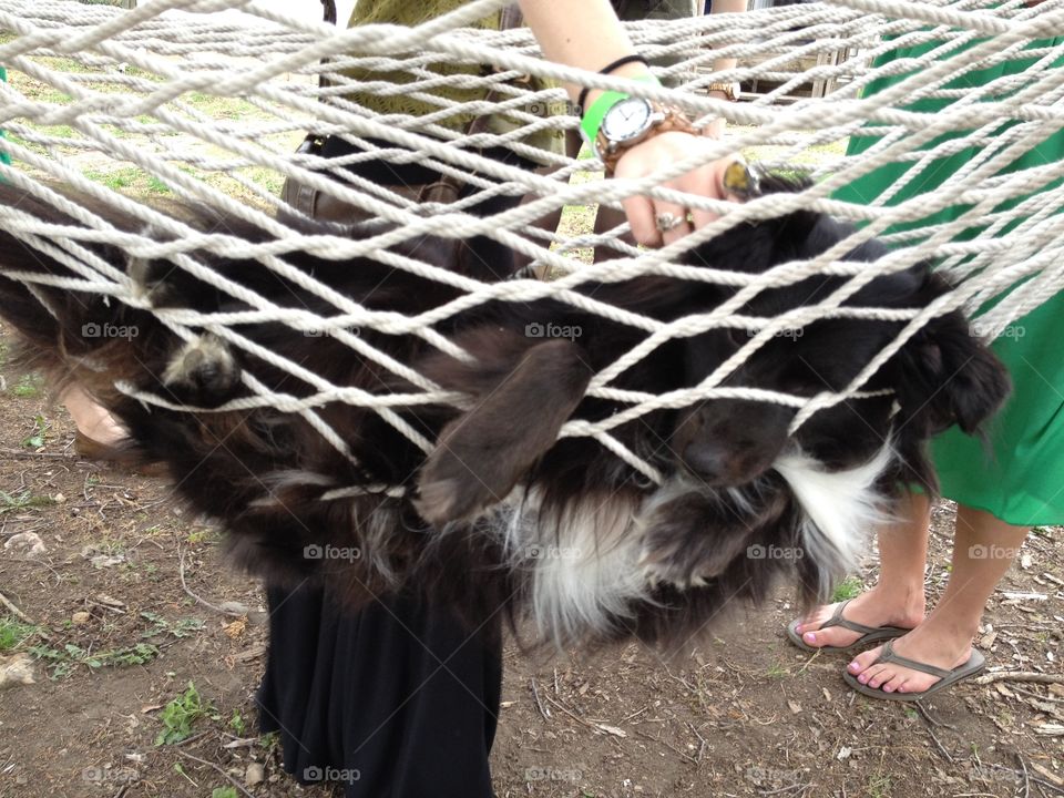 Dog in hammock. A furry dog laying in hammock