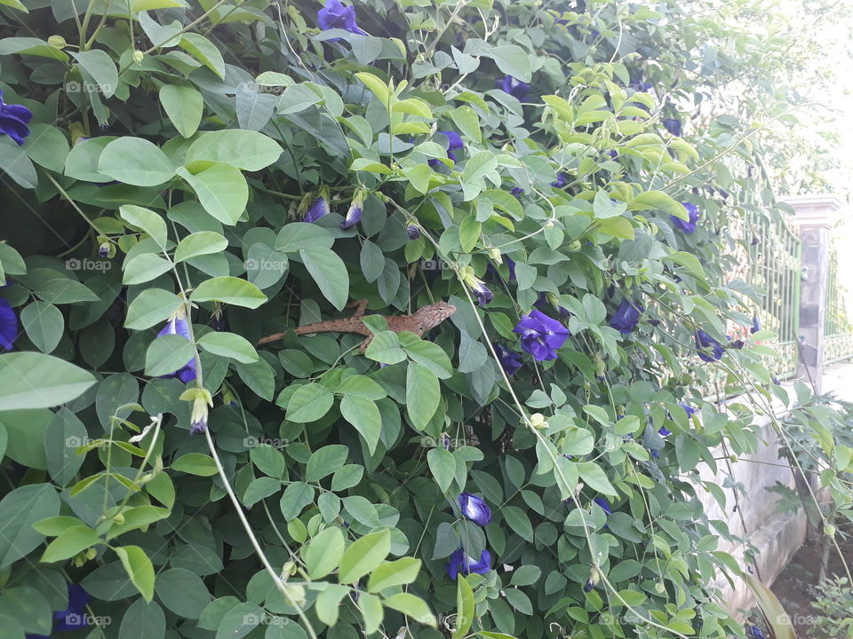 butterfly pea tree