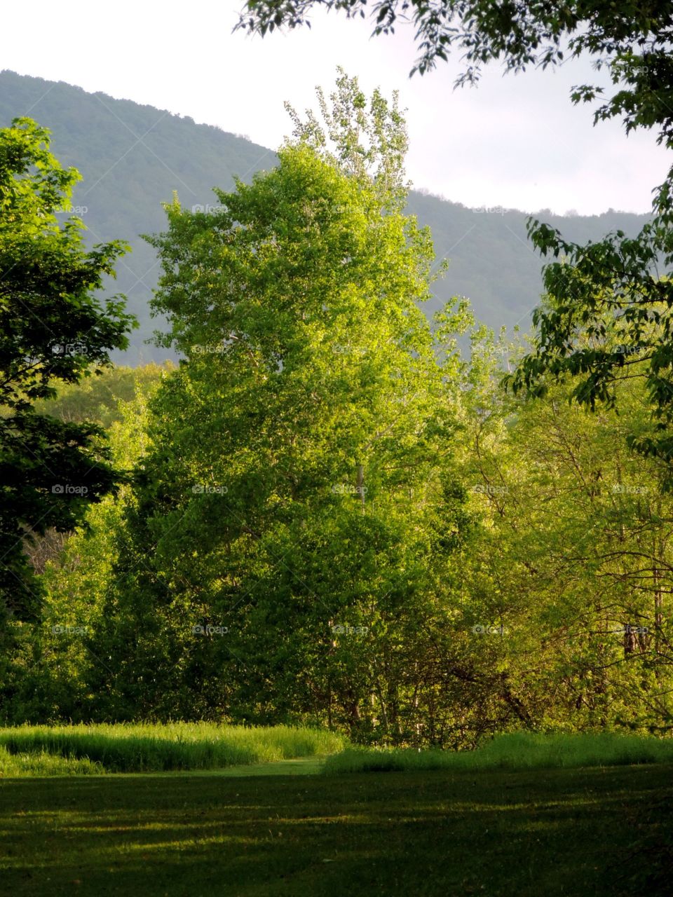 East Meadow. The edge of a wood in a valley below the lower Catskills