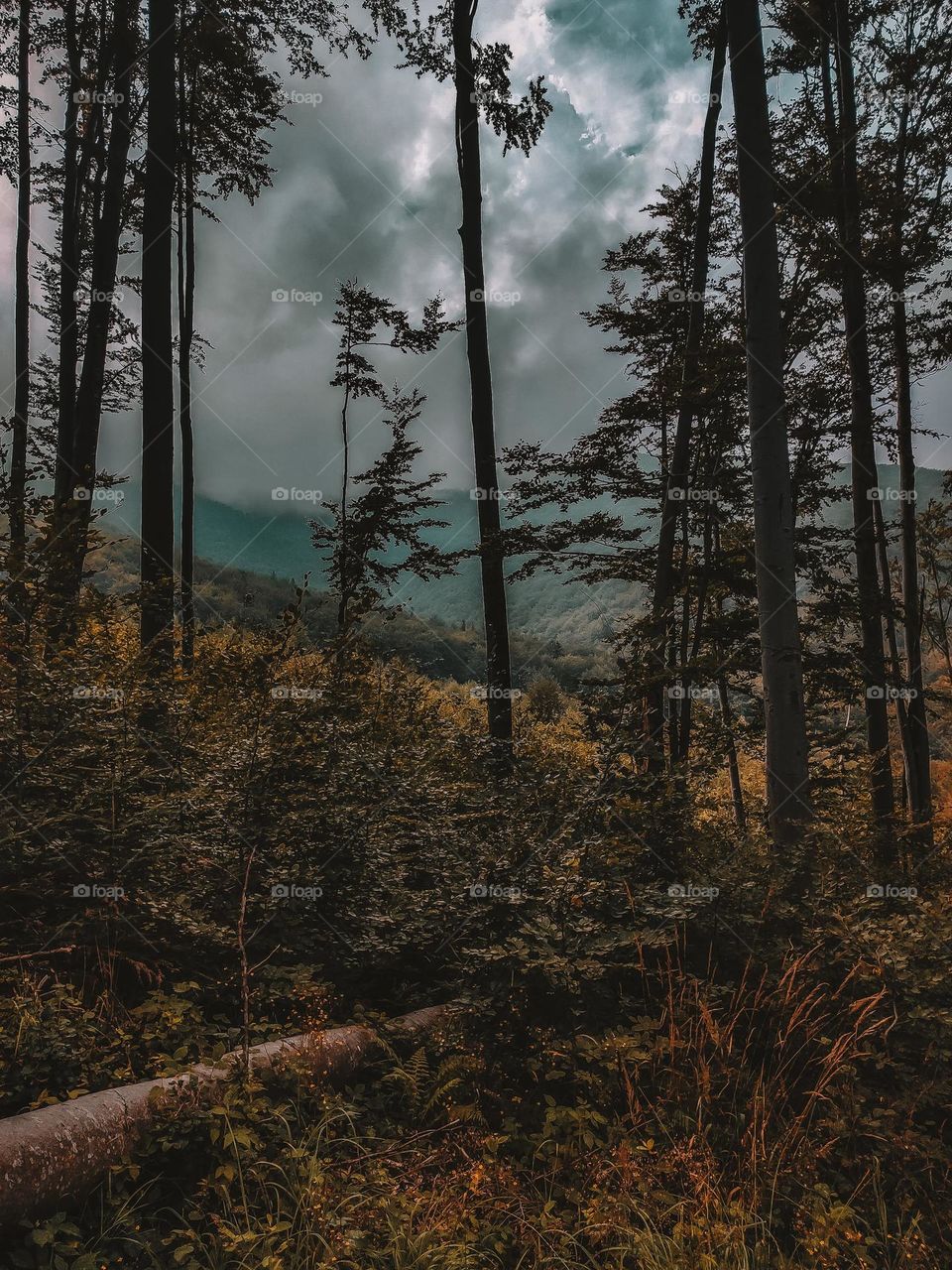 storm clouds in the forest 