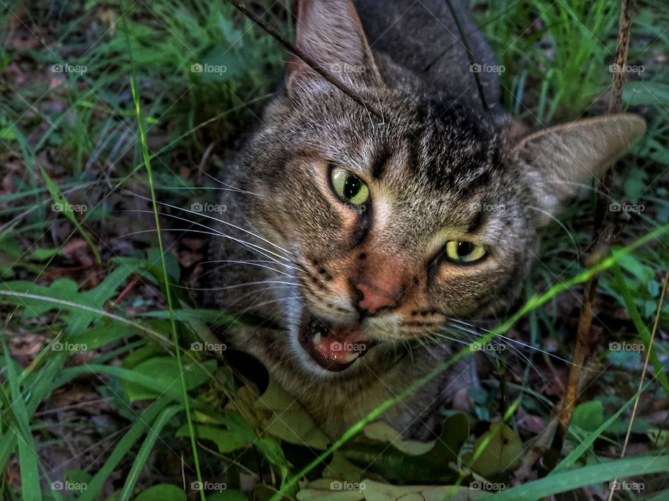 Liena Chewing Grass