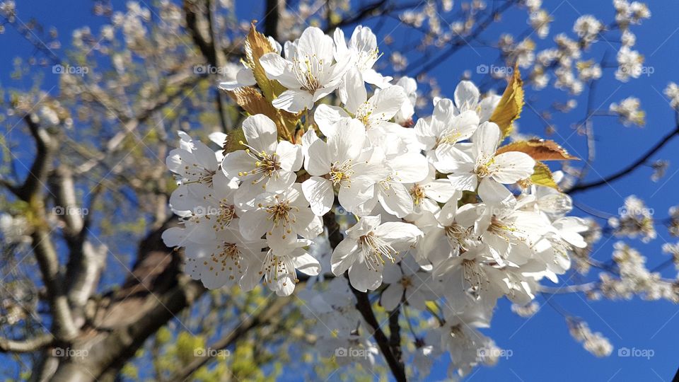 Cherry tree blossom creek in blue sky - blommande körsbärsträd mot blå himmel 