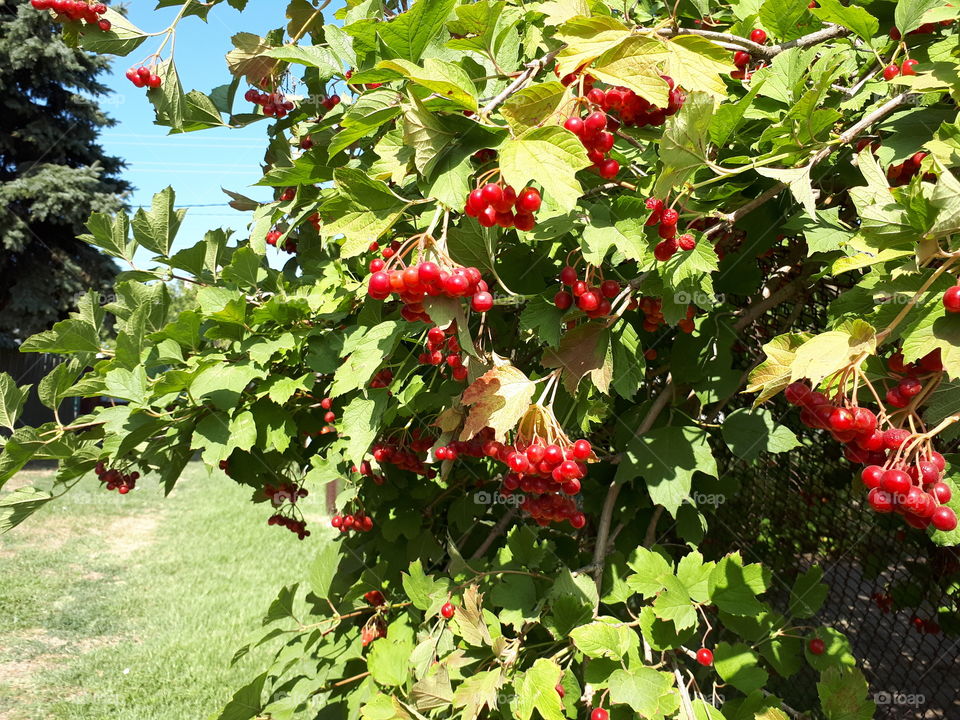 Clasters of red viburnum