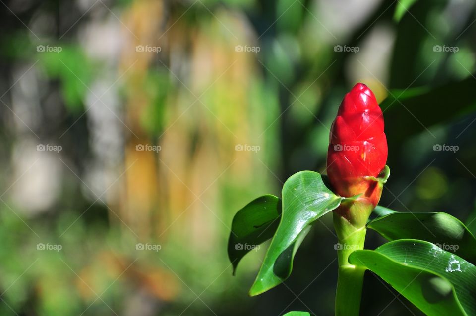 Nature, Leaf, No Person, Garden, Flora