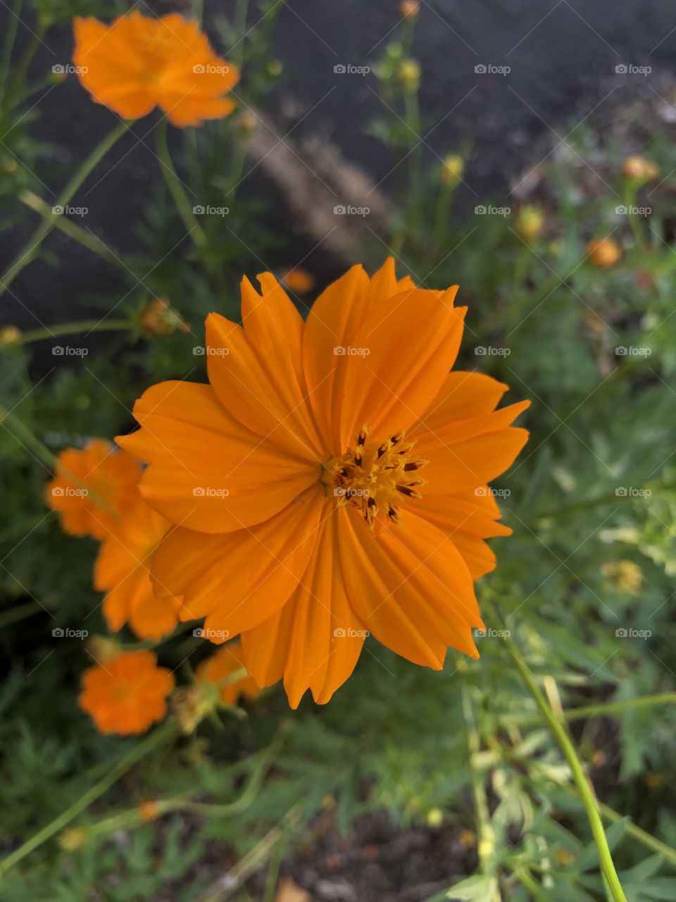Orange flower 