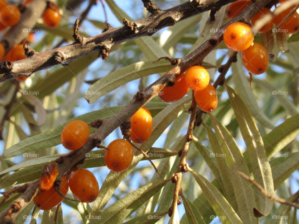sea ​​buckthorn berry in the garden