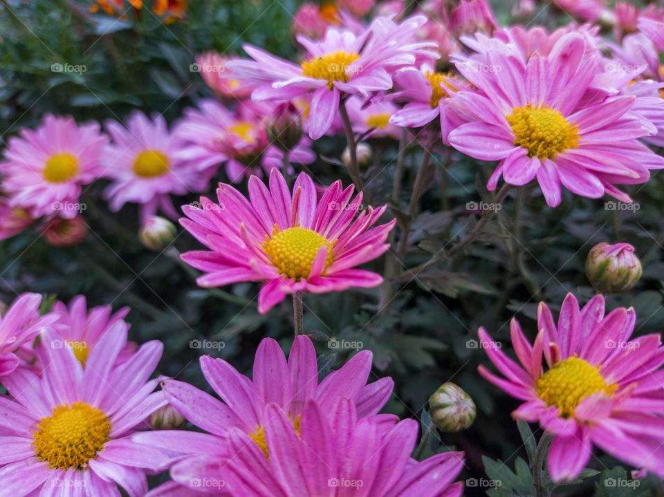 Pink chrysanthemums in the garden.