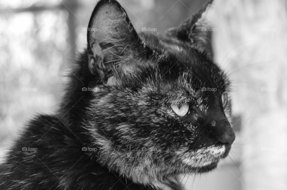 blackandwhite animal. cat. by jens.wulff