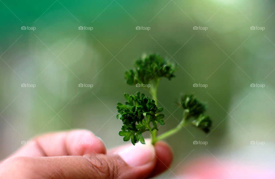 Parsley 