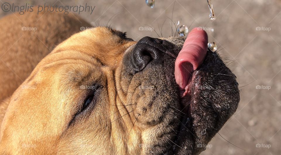 bullmastiff dog drinking poured water
