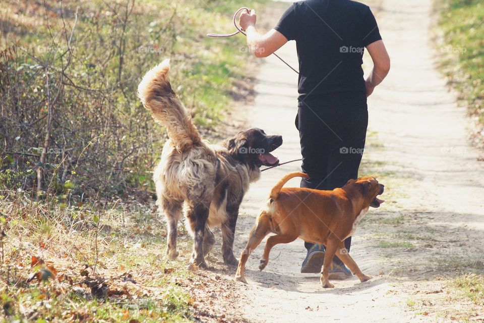 Nothing can be compared to the joy your dog feels, when you take him for a walk.