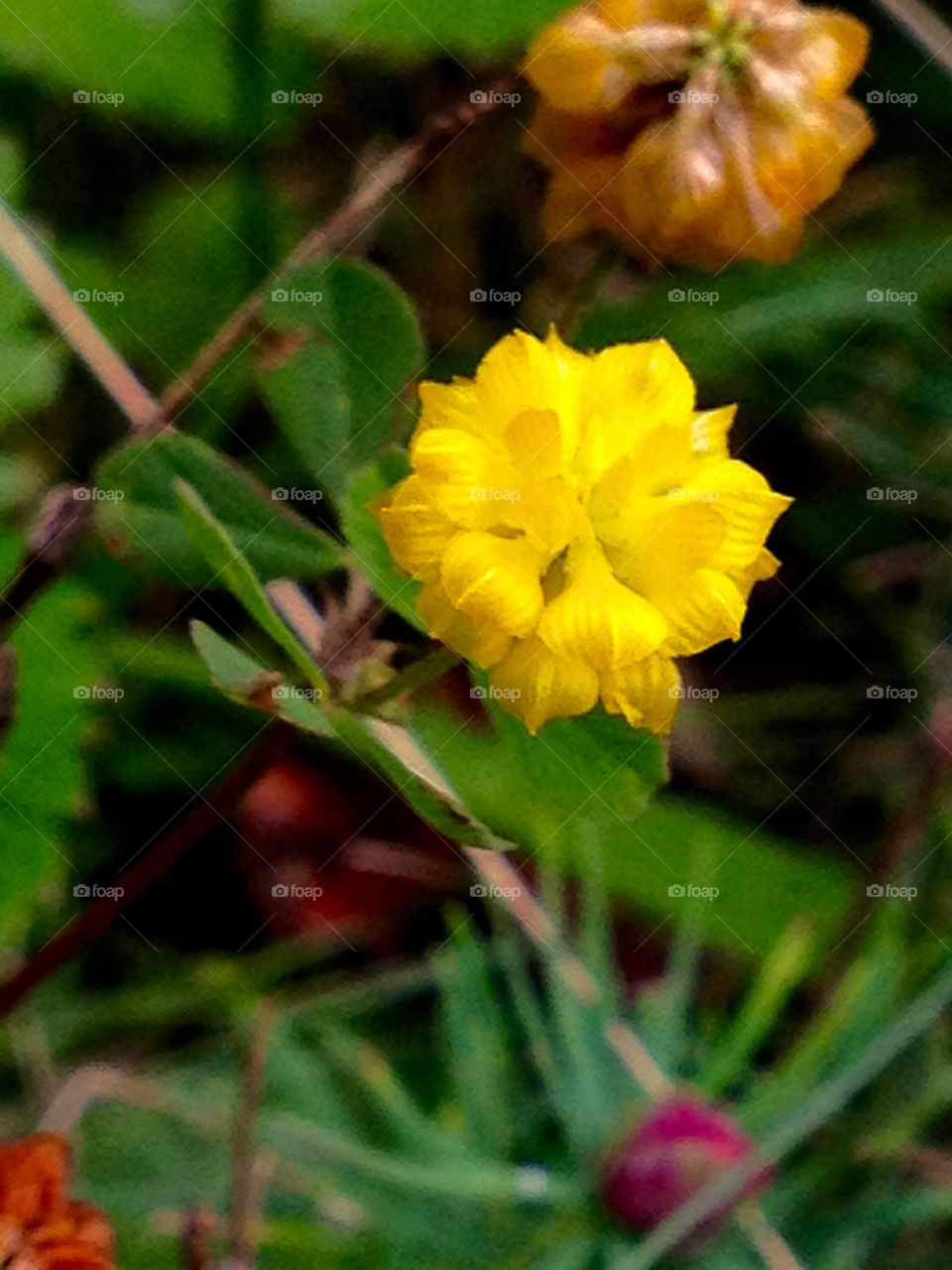 Beautiful wild flowers