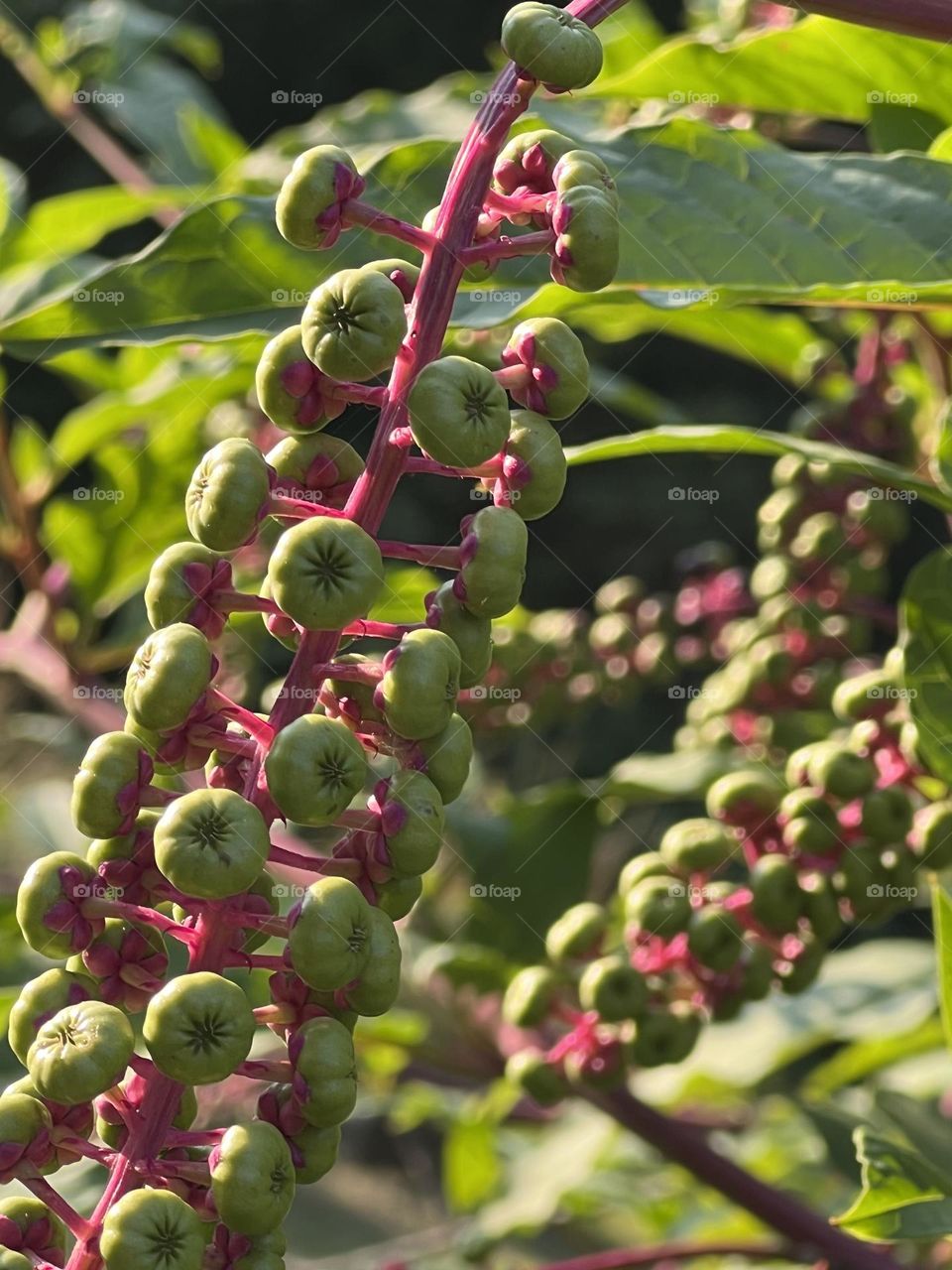 Pokeweed