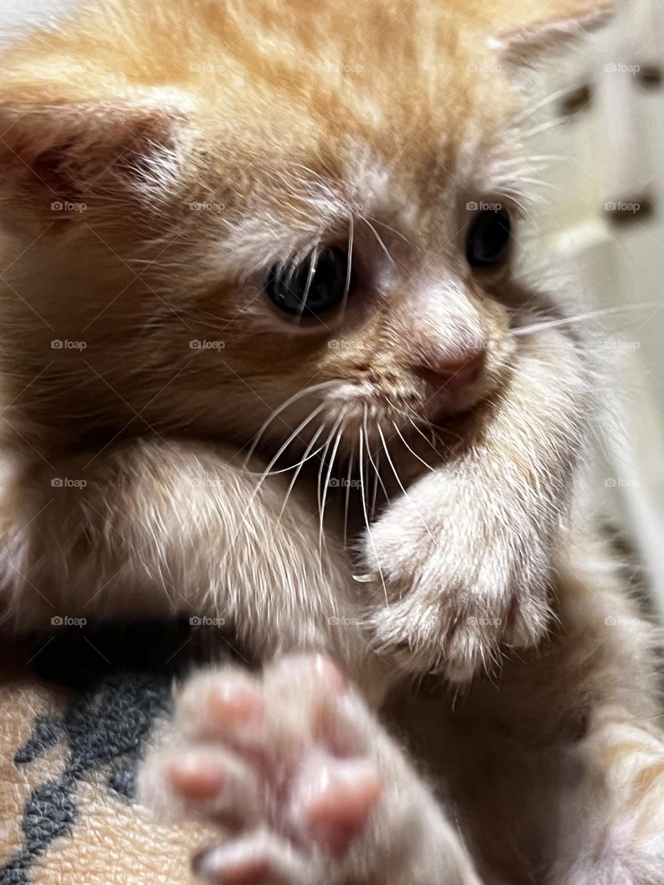 Infant kitten, looking at new things. What a beautiful moment.